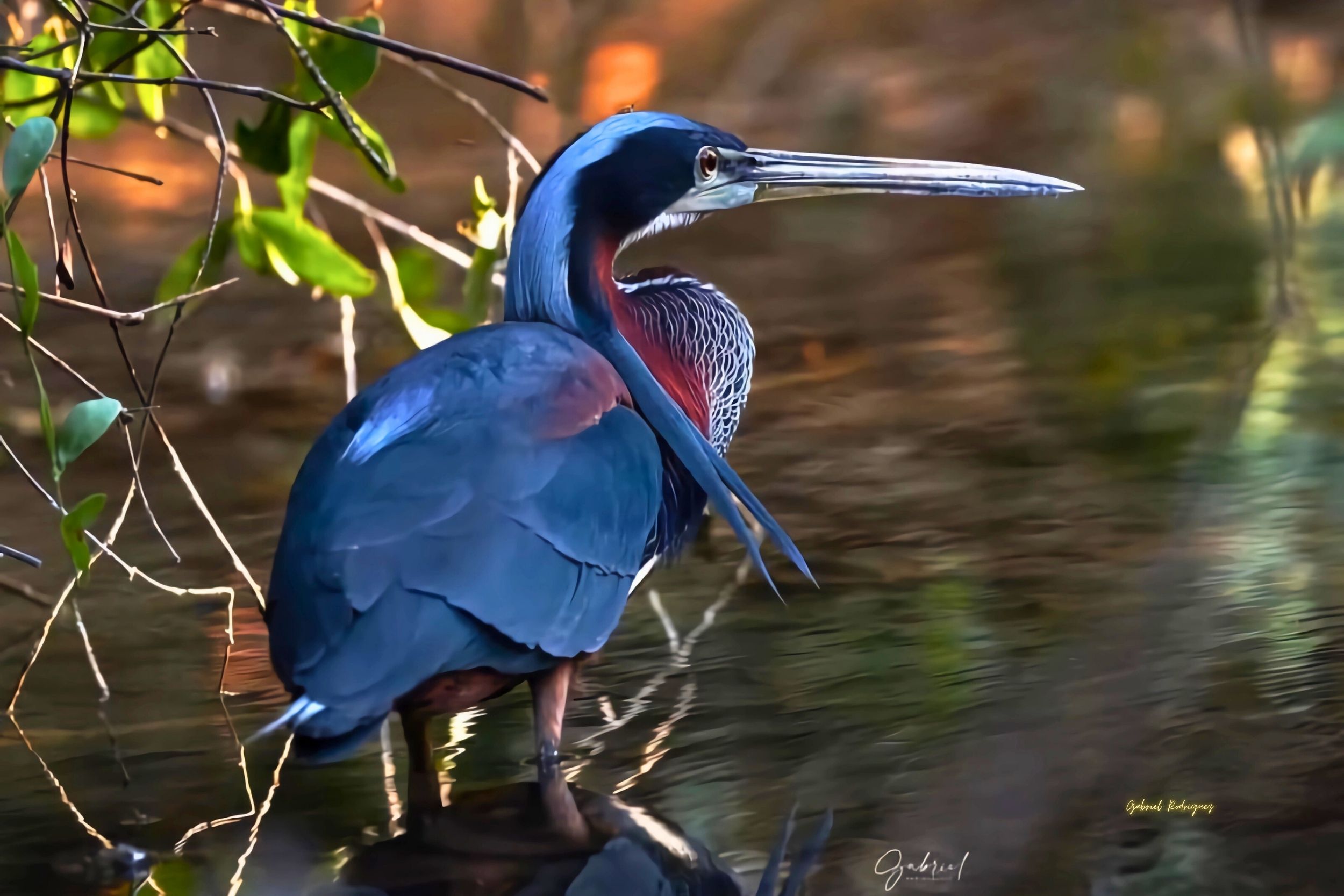 Descubre las Aves más Espectaculares del Corazón de la Reserva Maya