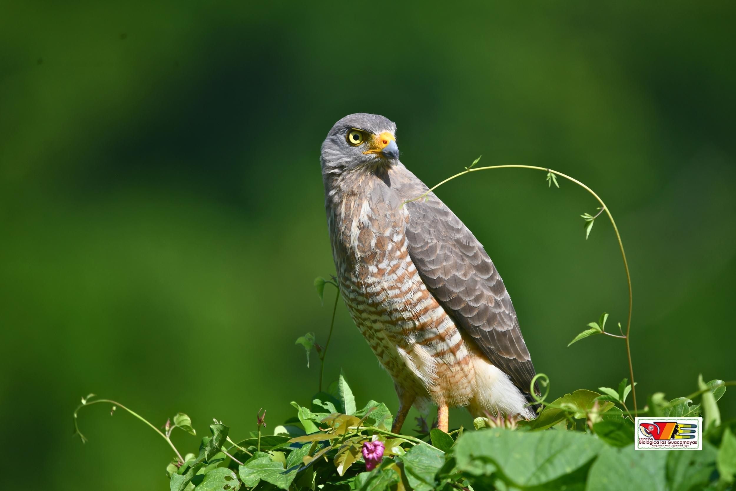 Rupornis magnirostris depredador oportunista 