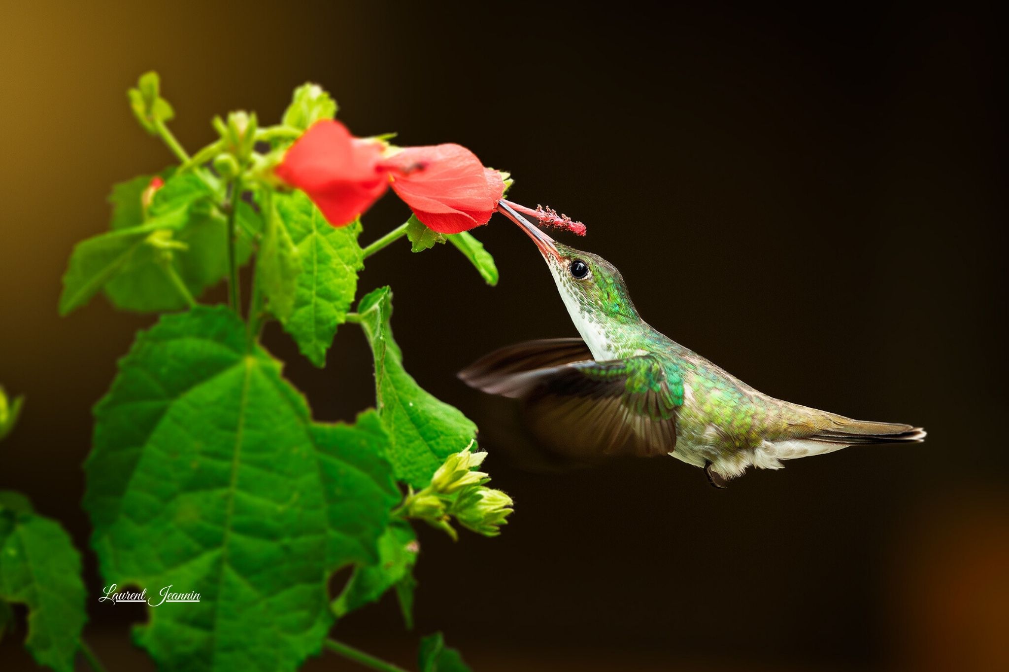 White bellied Emerald