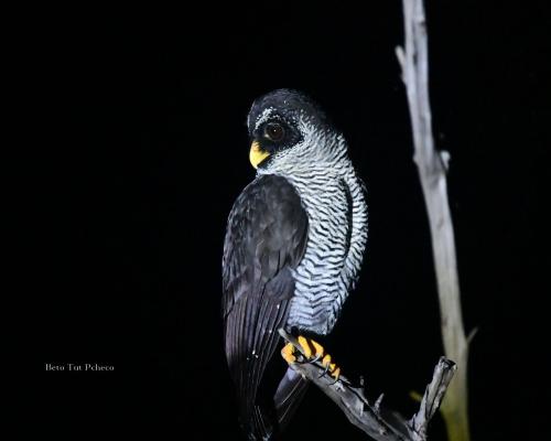 Black And White Owl Beto