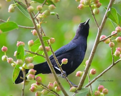 Black Catbird