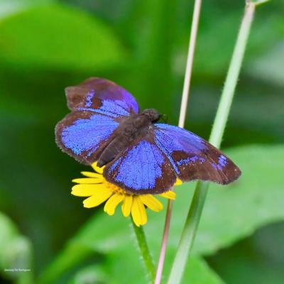 Mariposa