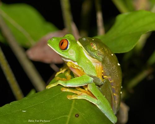 Ranita De Ojos Rojos1