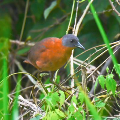 Ruddy Crake