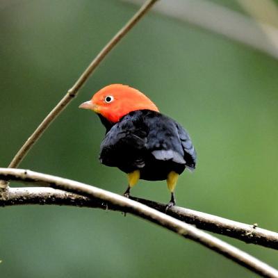 Manaki Cabeza Roja