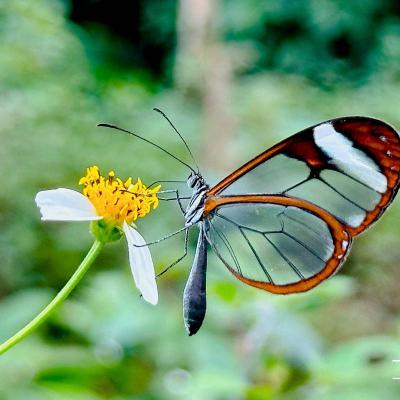 Mariposa De Cristal