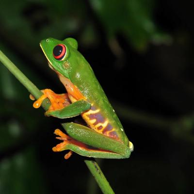 Ranita Ojos Rojos