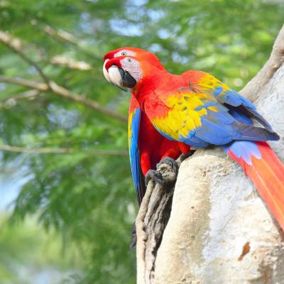 Guacamaya 2025