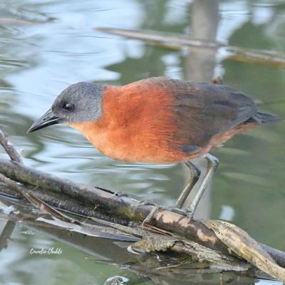 Ruddy Crake
