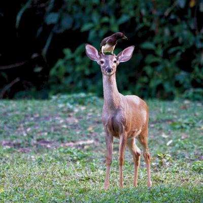 Venado Cola Blanca