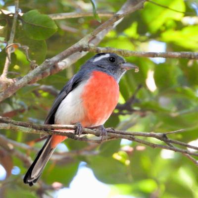 Gray Throated Chat
