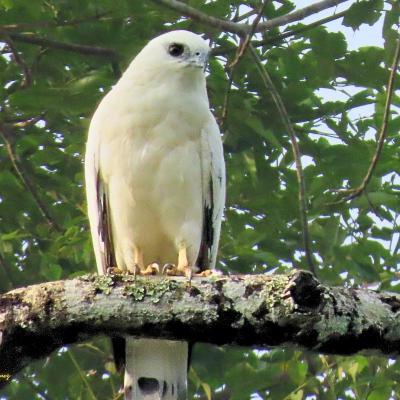 White Hawk
