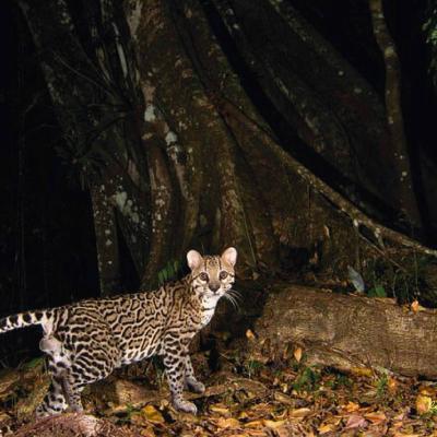 Ocelote