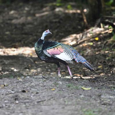 Pavo Ocelado