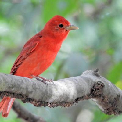 Tangara Migratoria