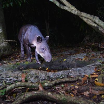 Tapir Centroamericano