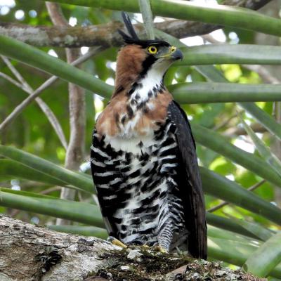 Aguila Ornamentada