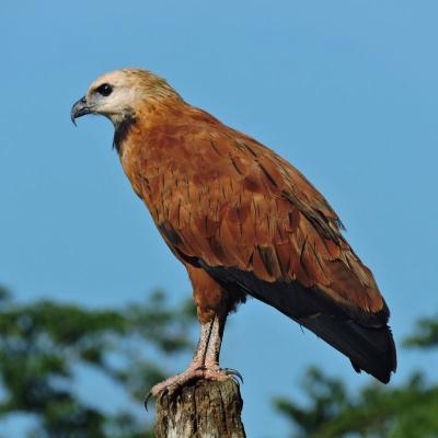 Black Collared Hawk
