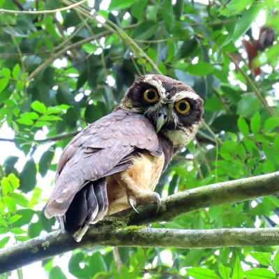 Buho De Anteojos