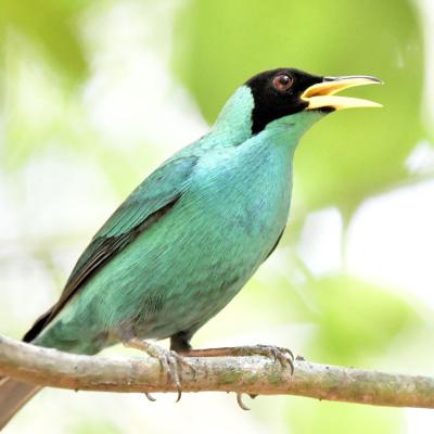 Mielero Verde