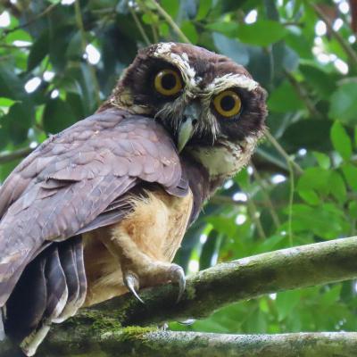 Spectacled Ow