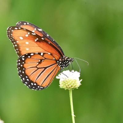 Mariposa Reina