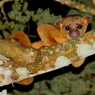 Potos Flavus