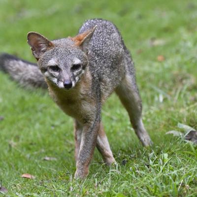Zorro Gris
