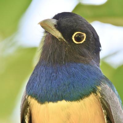 Gartered Trogon