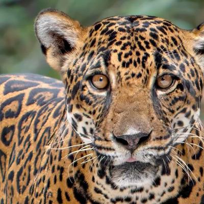Jaguar Hembra