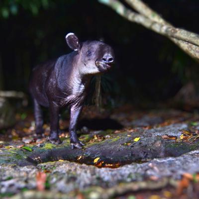 Tapir Centroamericano