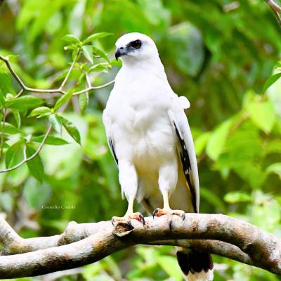 White Hawk