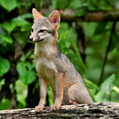 Zorro Gris