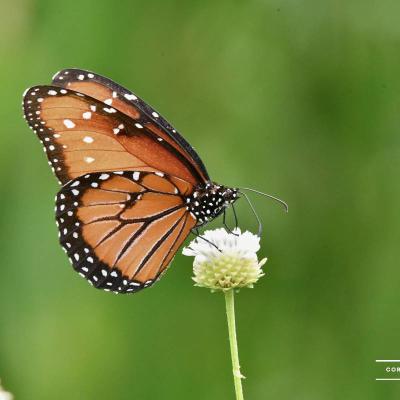 Mariposa Reina