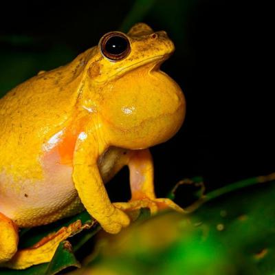 Rana Arborea Locuaz